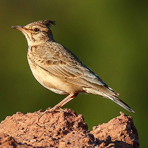 Crested Lark